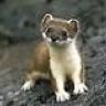 oldstoat