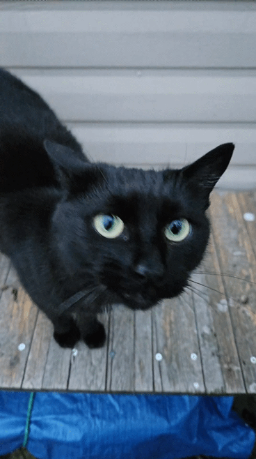1000202687.gif