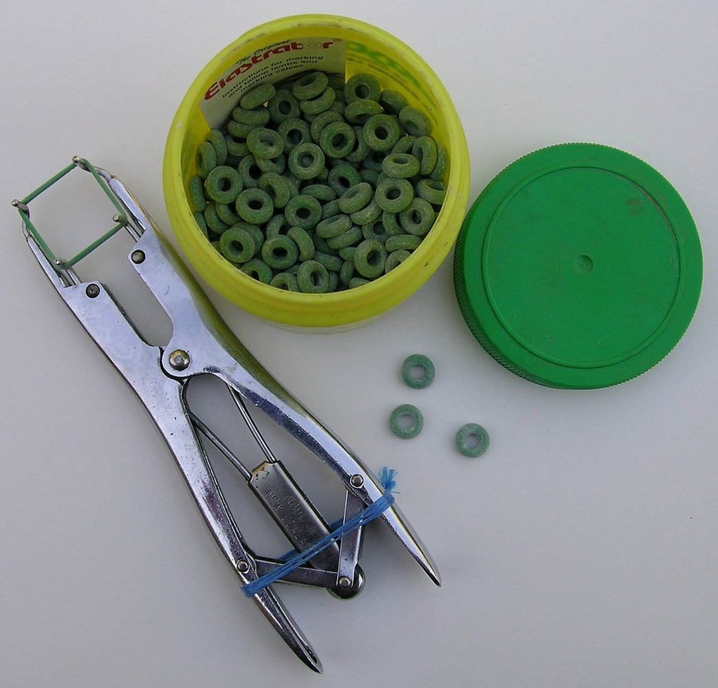 1200px-Elastrator_rings.jpg