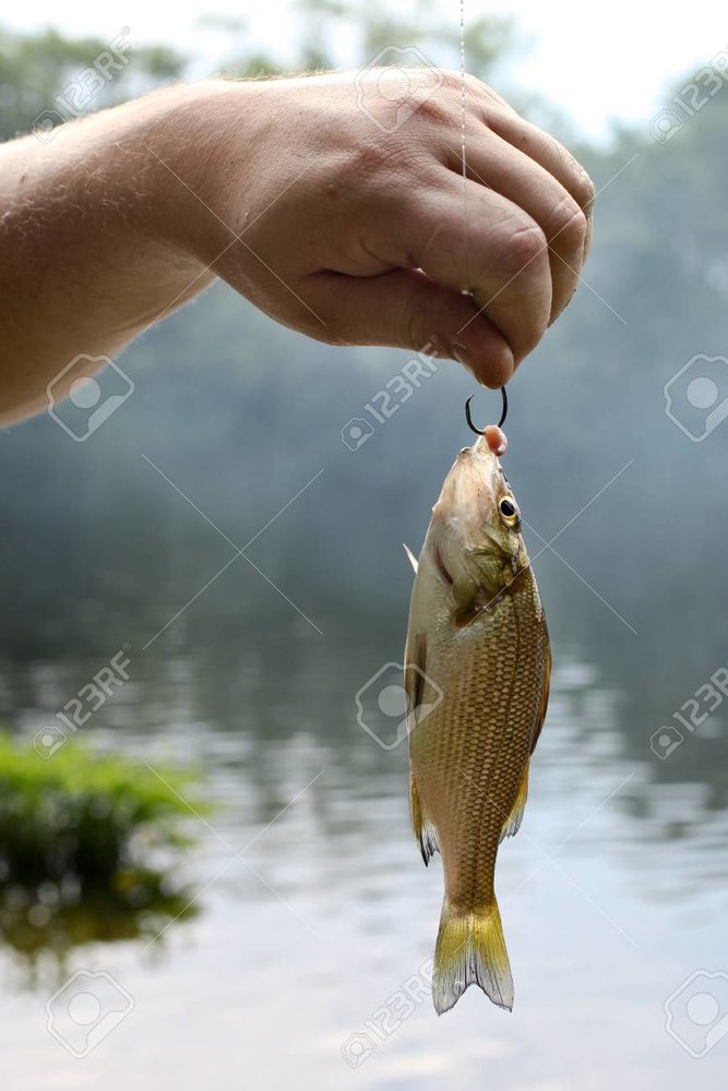 14645876-small-fish-on-the-hook.jpg
