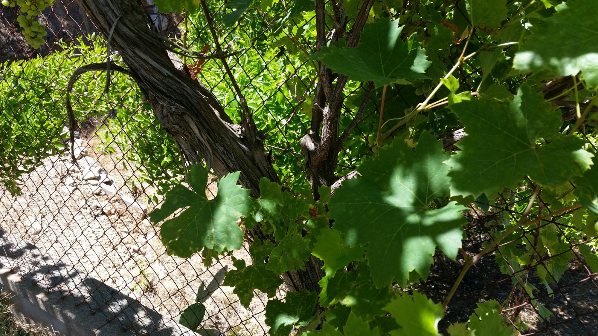20170703_145204_1499086556981_resized.jpg