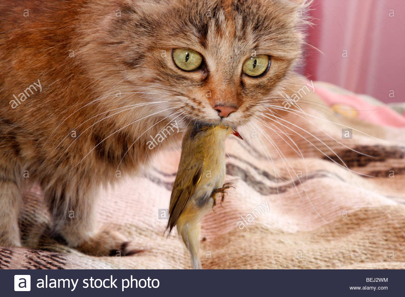 a-home-cat-is-caught-here-with-a-tiny-bill-bird-in-the-mouth-when-BEJ2WM.jpg