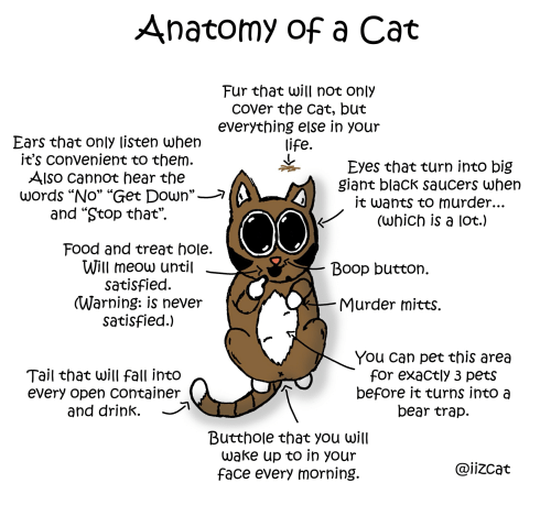 anatomy-of-a-cat-fur-that-will-not-only-cover-57067312.png