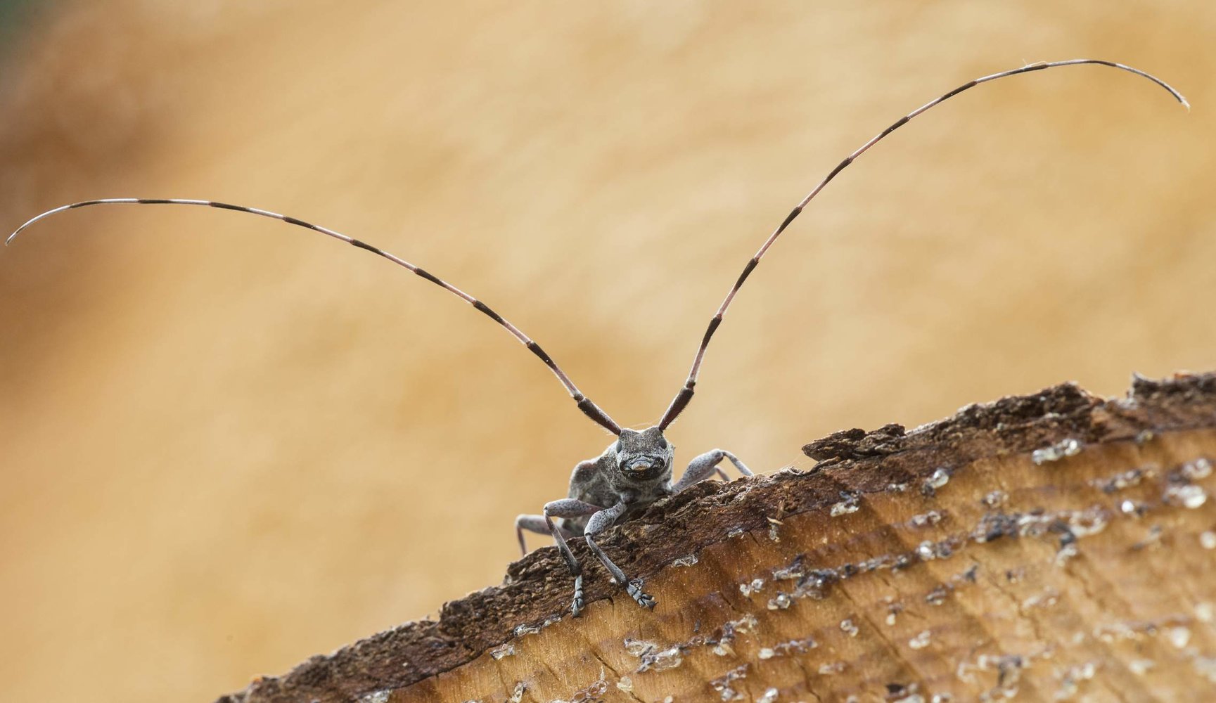 antennae-58f23c163df78cd3fc6f220f.jpg