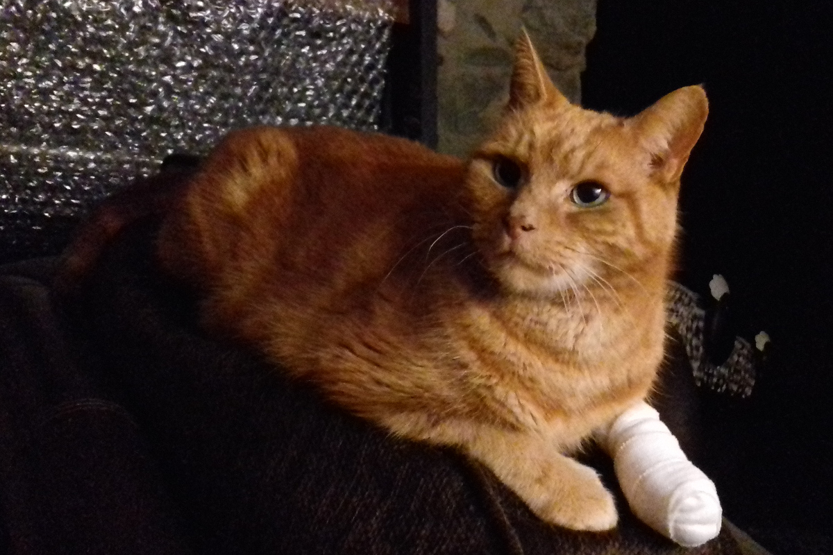 bandage.jpg