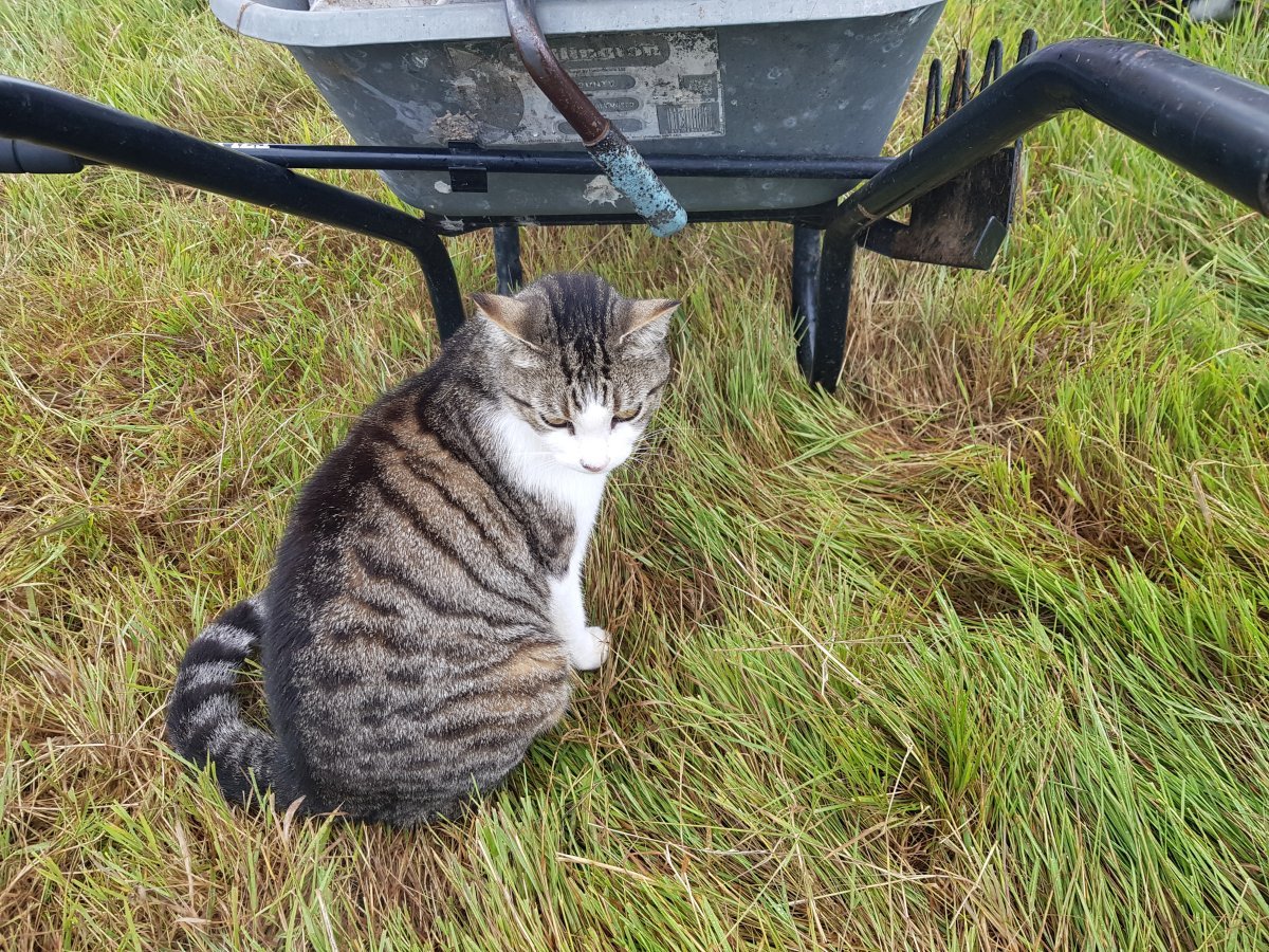 BarrowCat.jpg