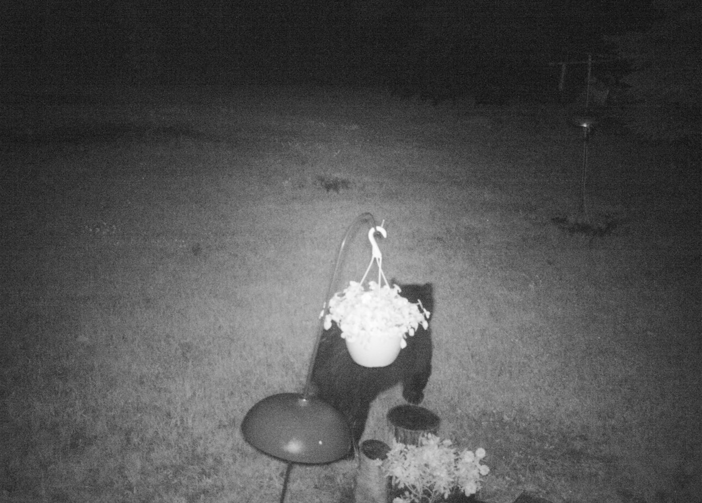 bear-visit-1.jpg