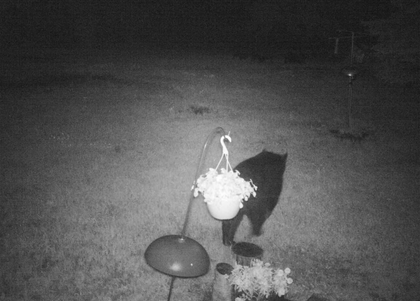bear-visit-2.jpg