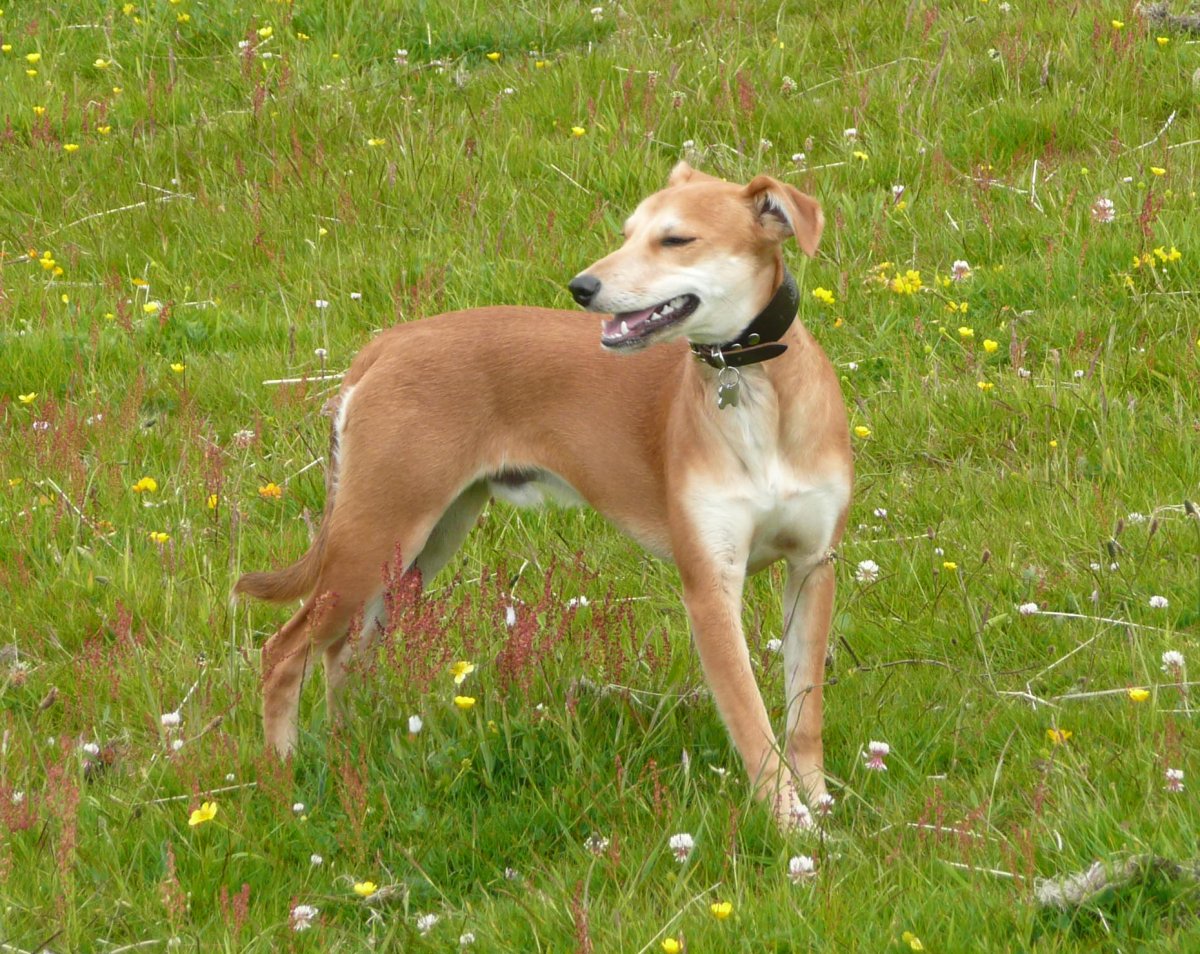 BinkyHol2015.jpg