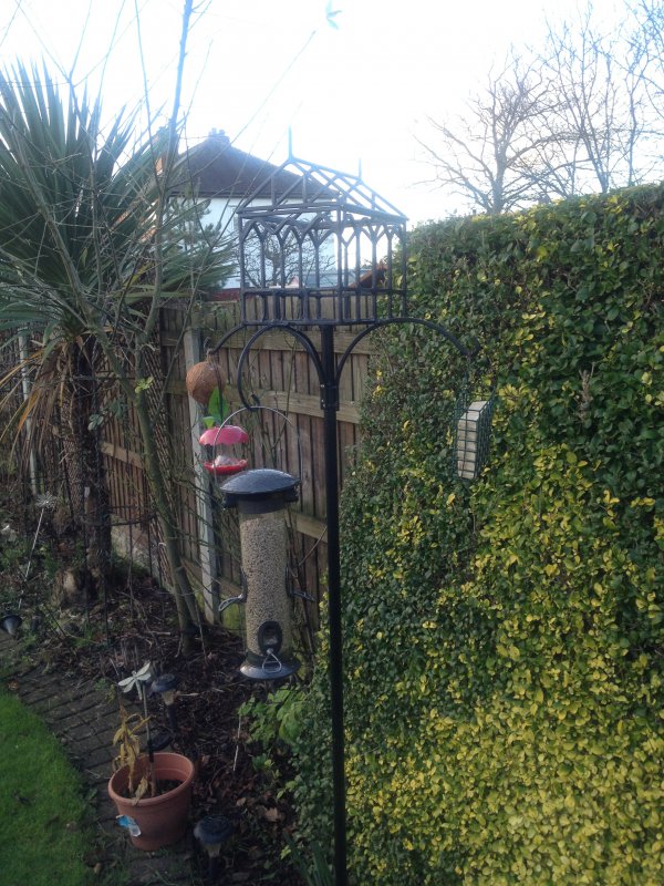 bird table 004.JPG