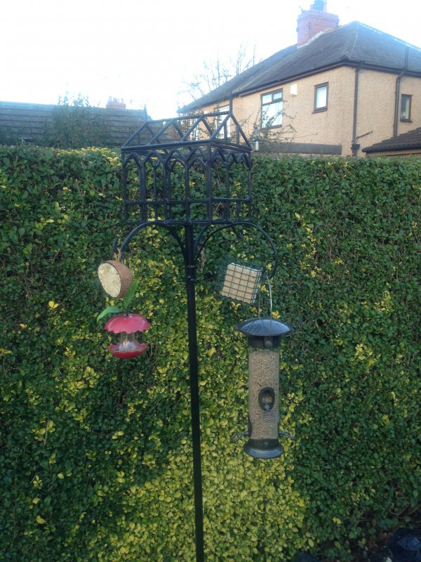 bird table 005.JPG