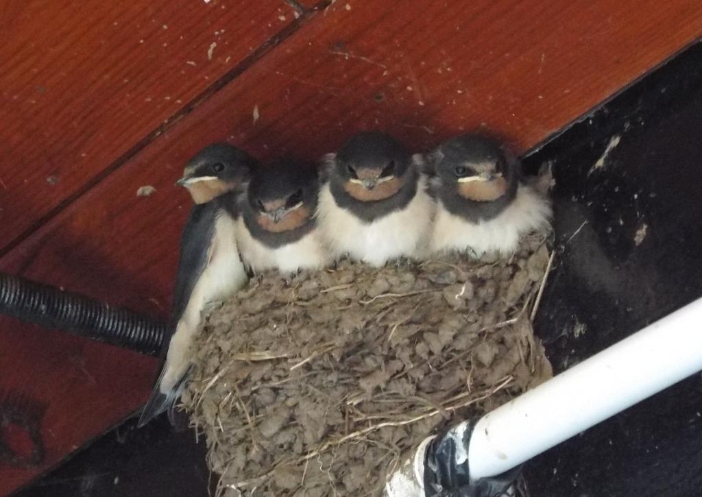 birds.jpg
