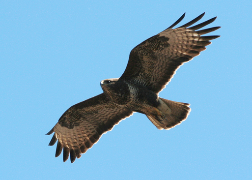 buzzard.PNG