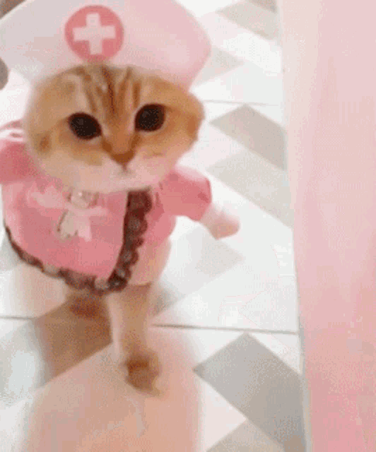 cat-kitty.gif
