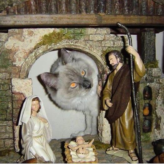 Cat nativity.jpg