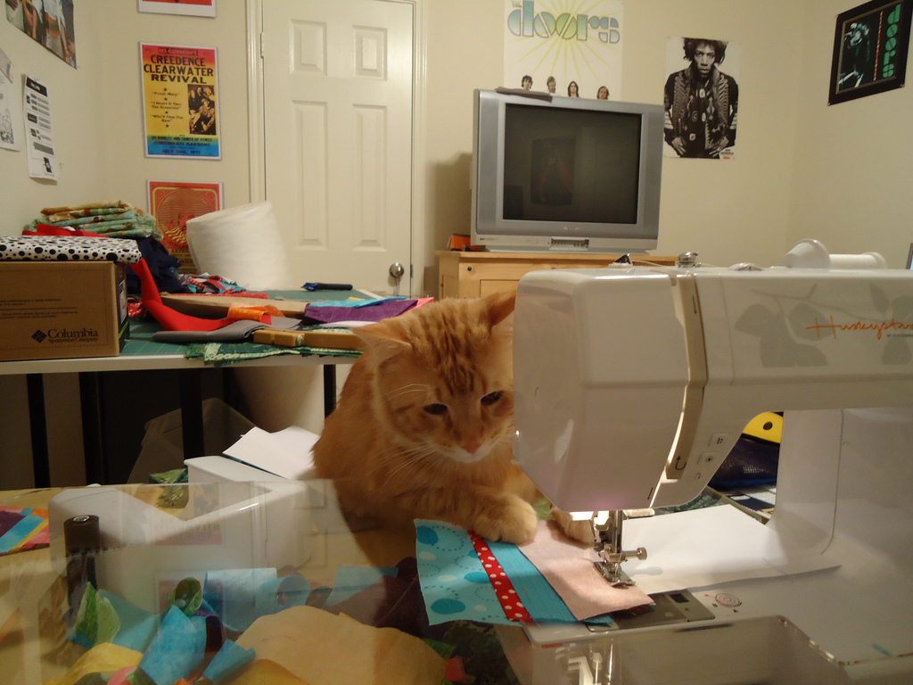 catsew.png