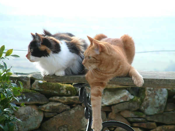 CatsOnTable.jpg