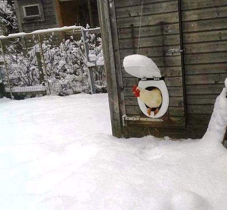 chicken door.jpg