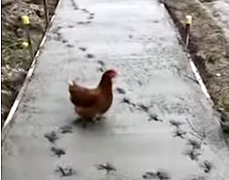Chicken-Wet-Sidewalk-679743836.png