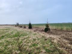 Christmas trees trimmed.jpg