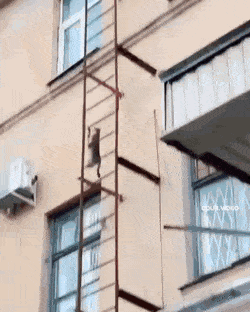 climbing cat.gif