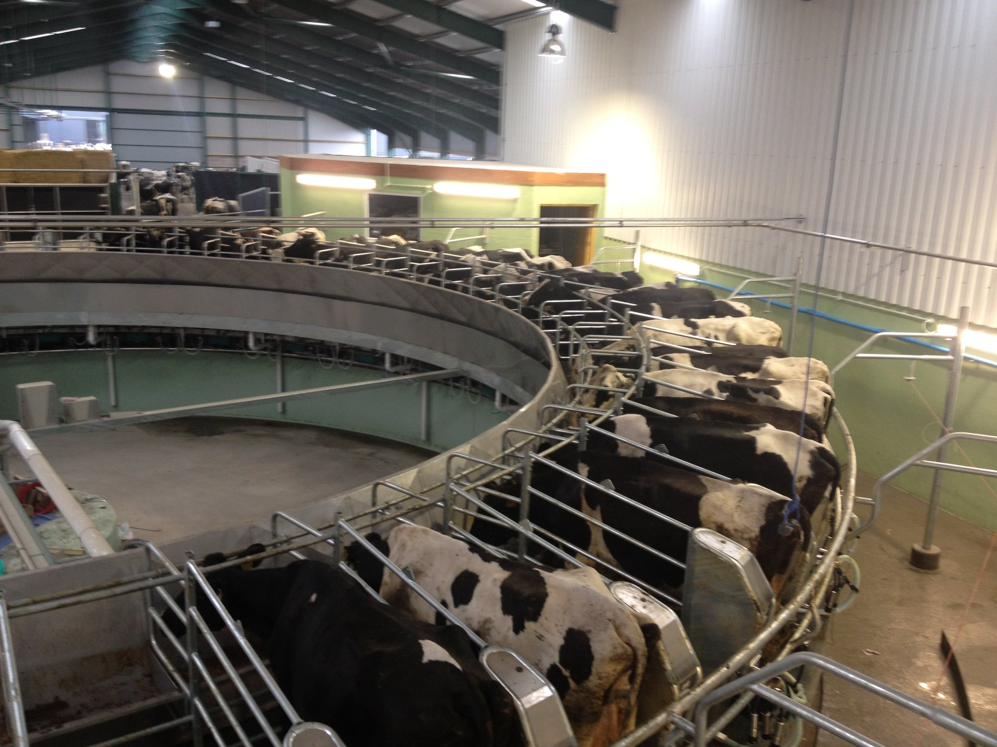 cows 001.JPG