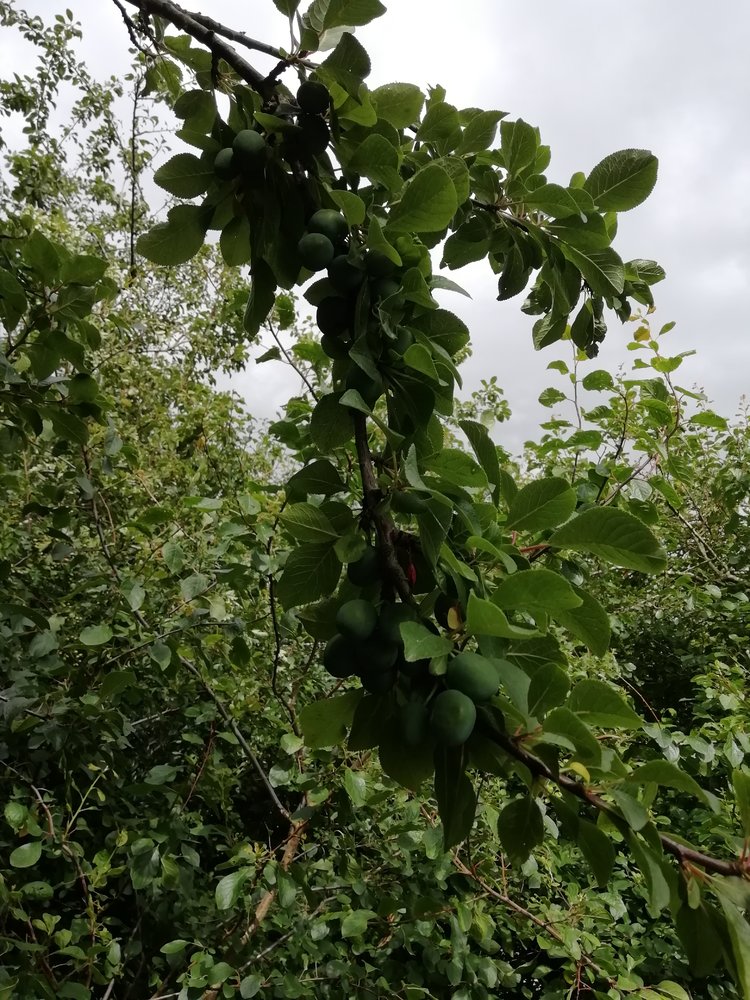 Damson july 2022.jpg
