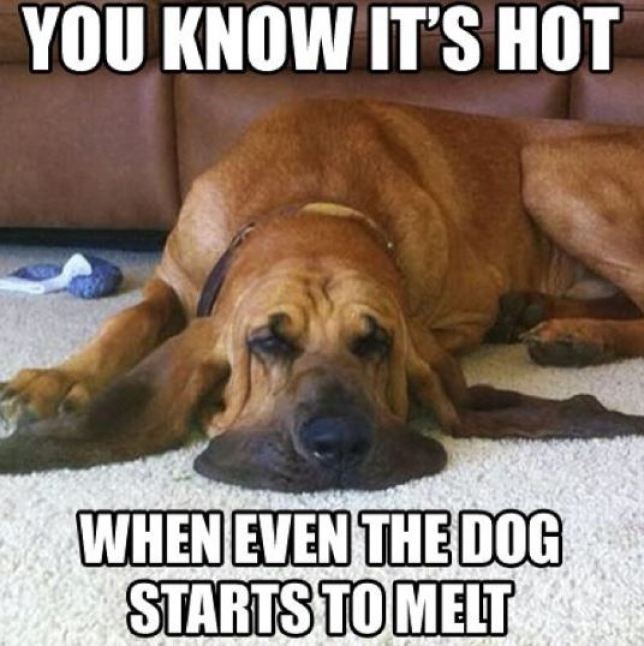 dog-melting.jpg