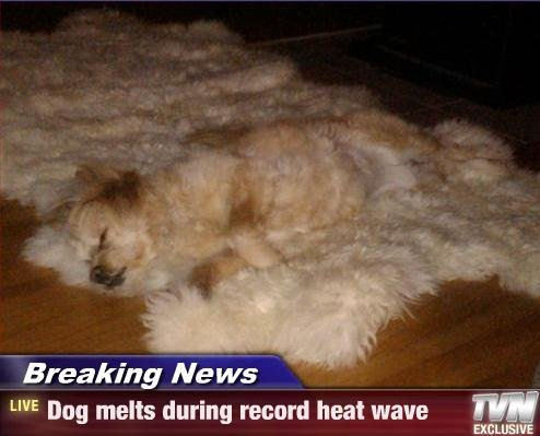 Dog-melts-during-heatwave-dogs-11884564-494-399.jpg