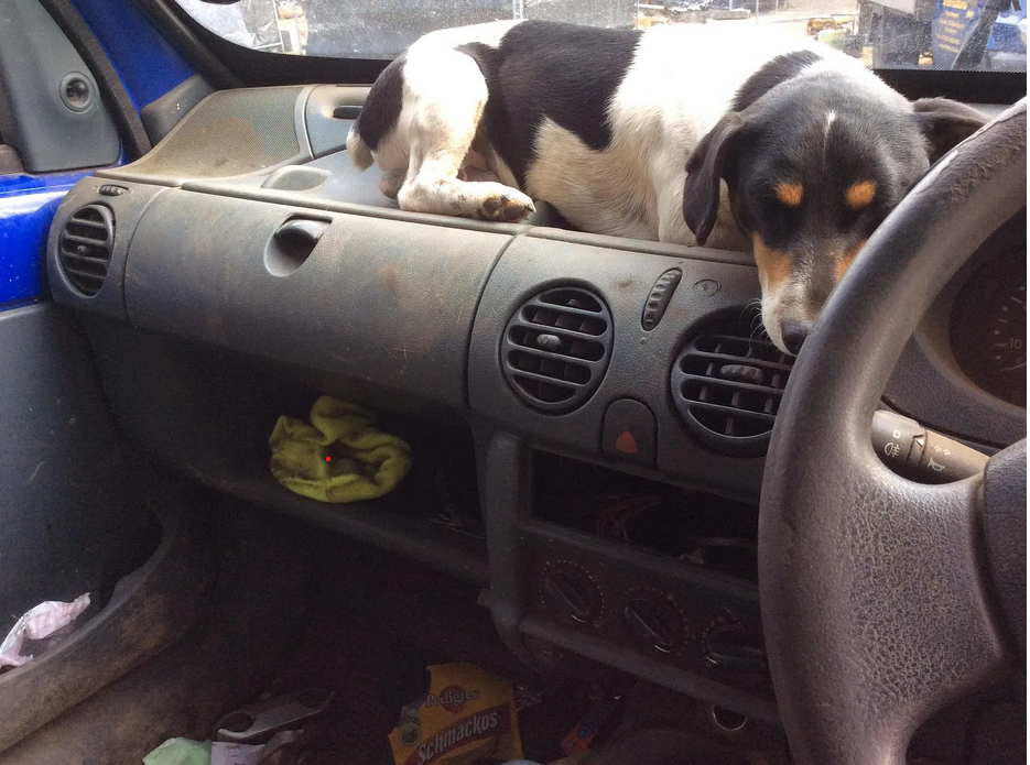 dog.png