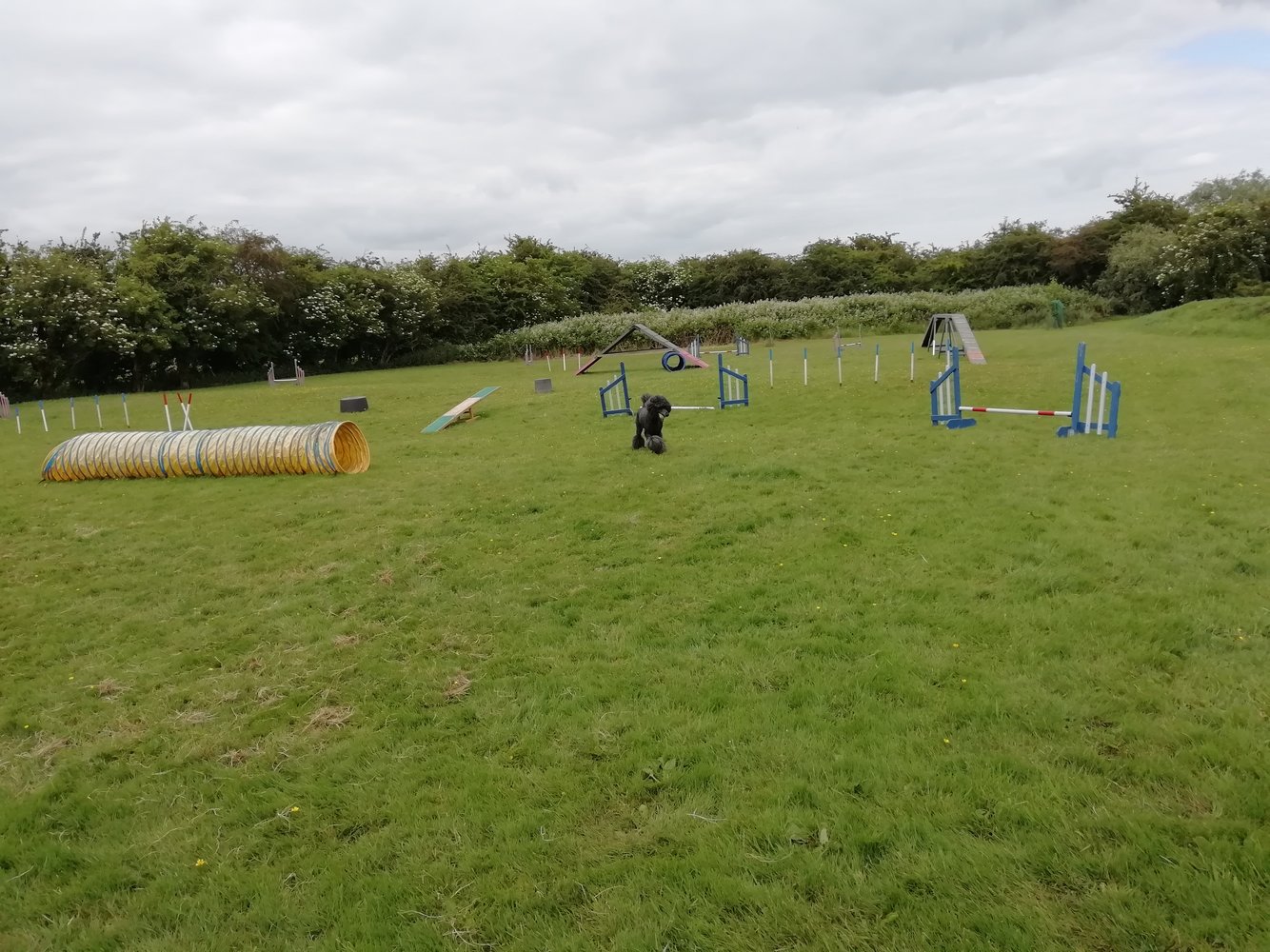 Doggie agility june 2022.jpg