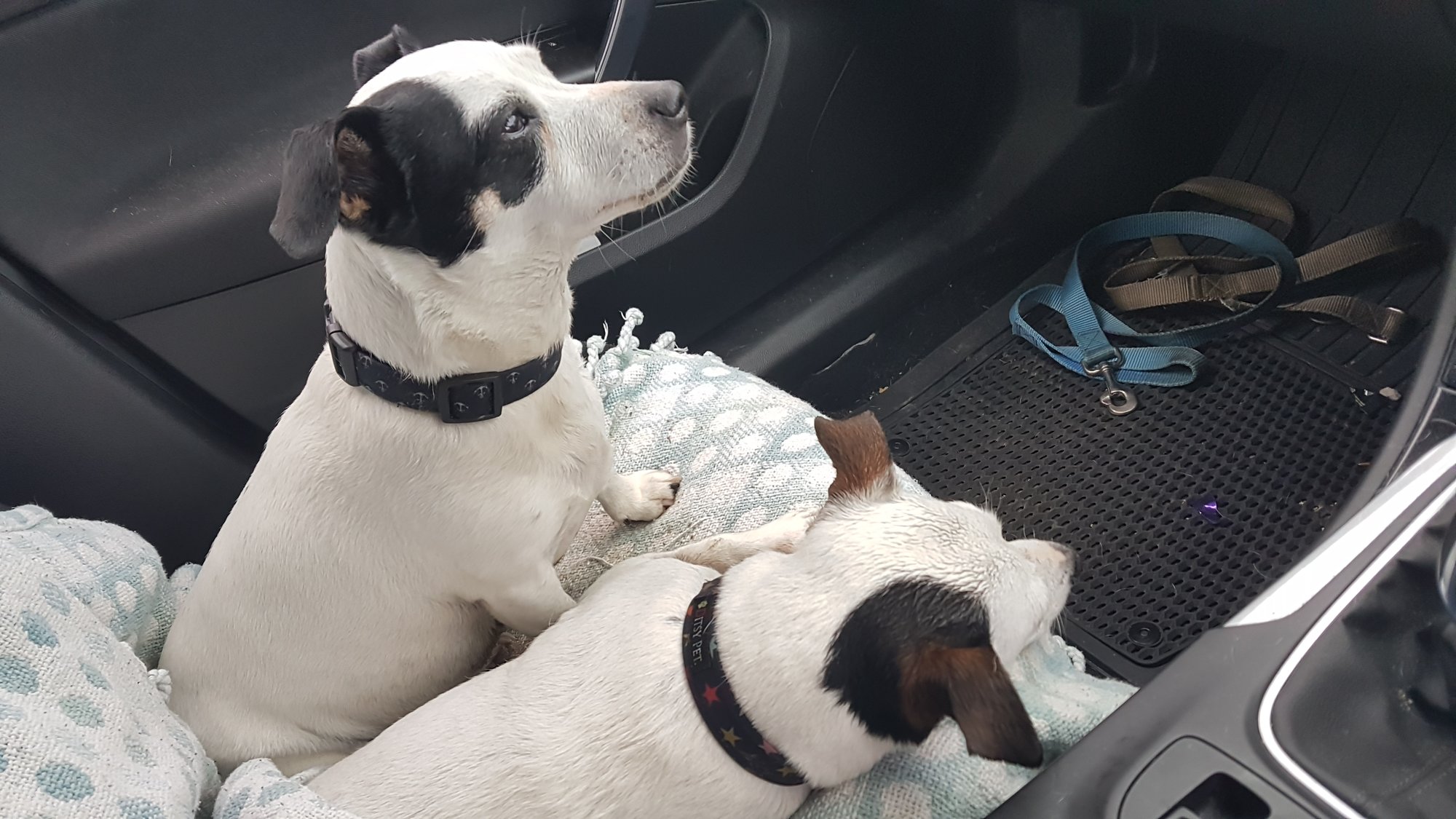 doggies.jpg