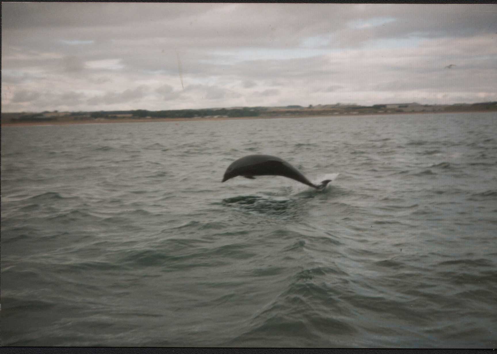 Dolphin.jpg