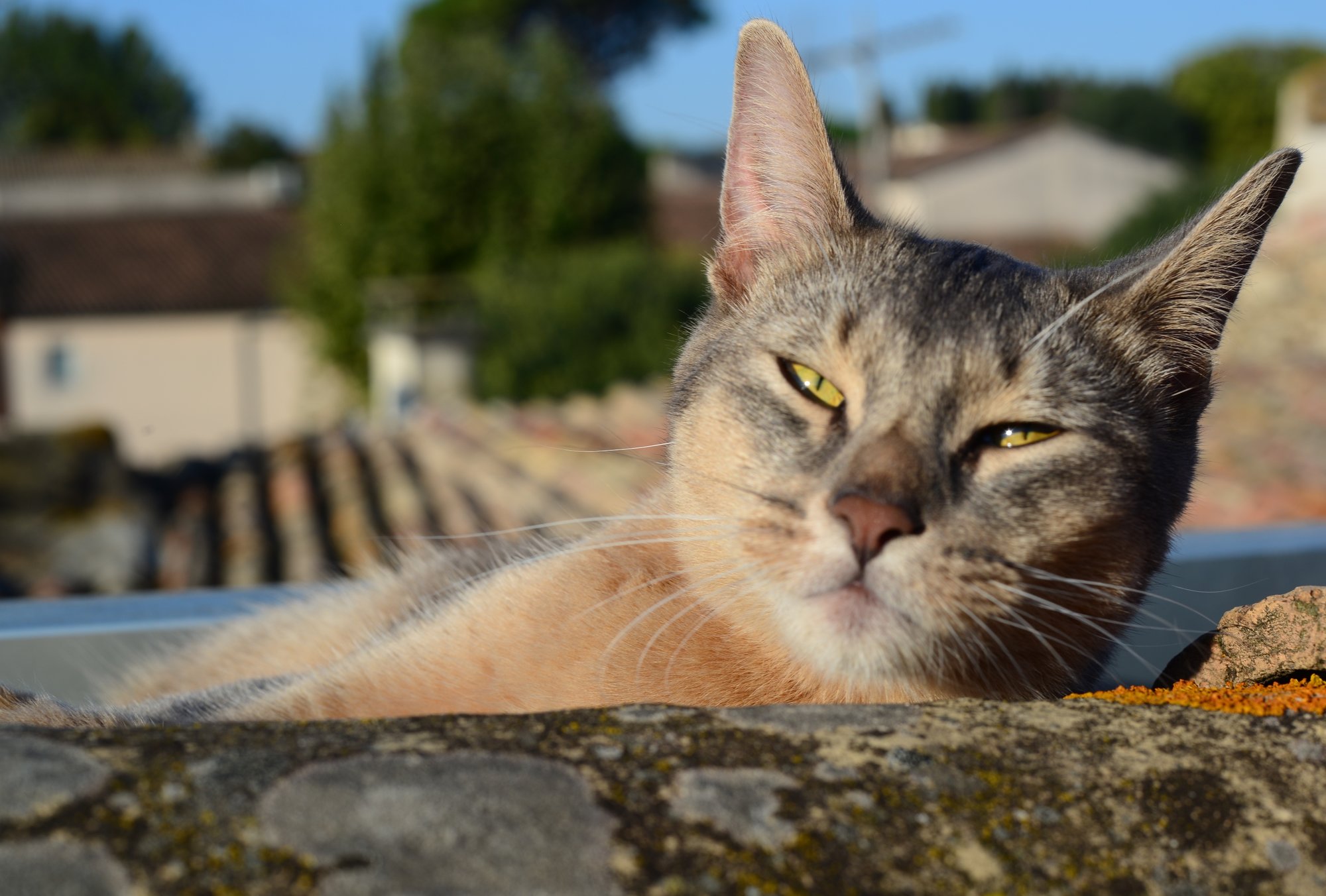 DSC_2875.JPG