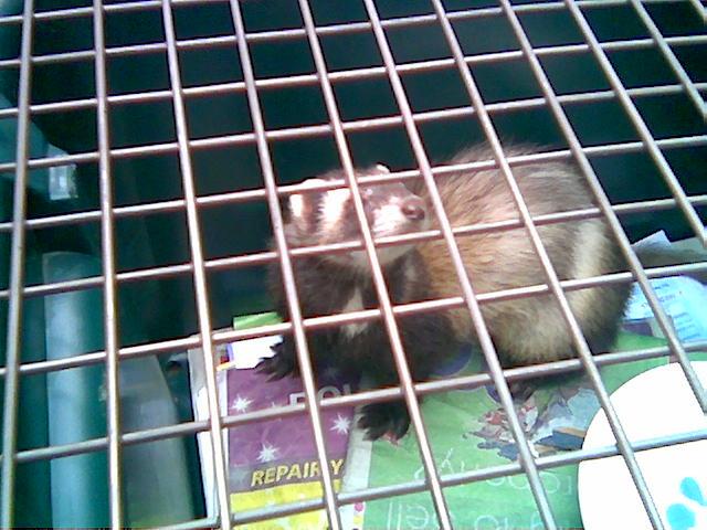 Ferret.jpg
