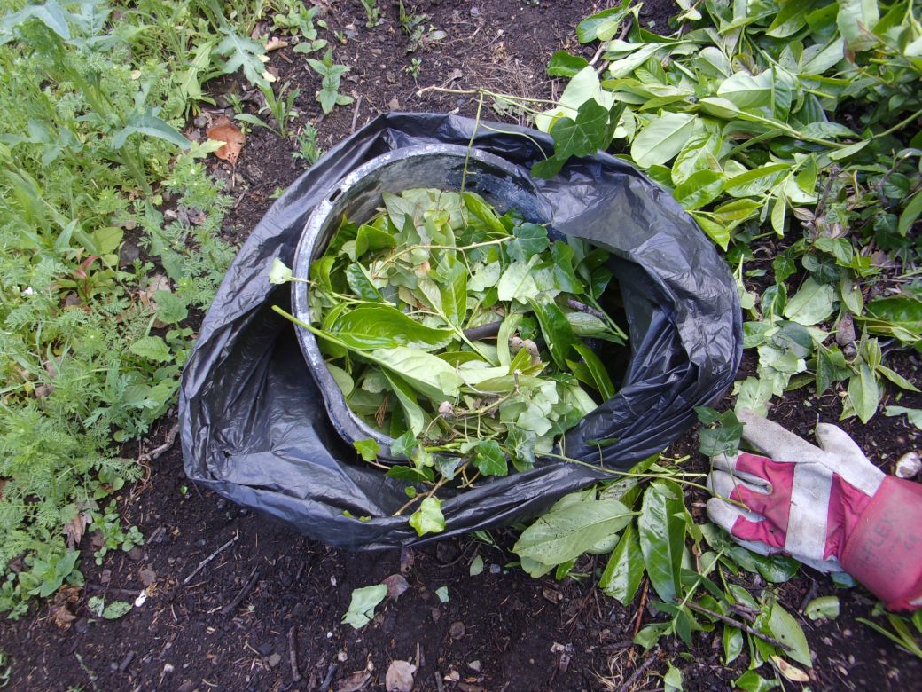 Garden June 2019_008 (3).JPG