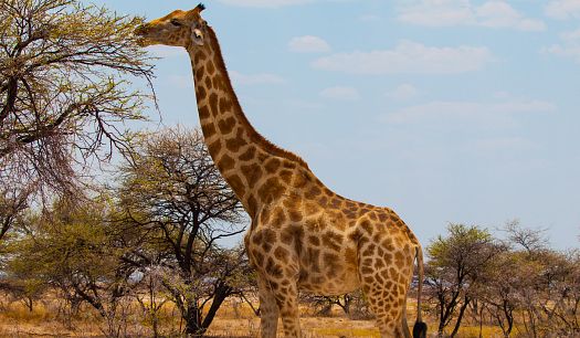 giraffe.jpg