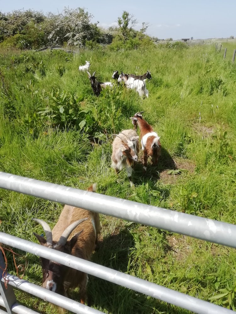 goats 1 may 2023.jpg