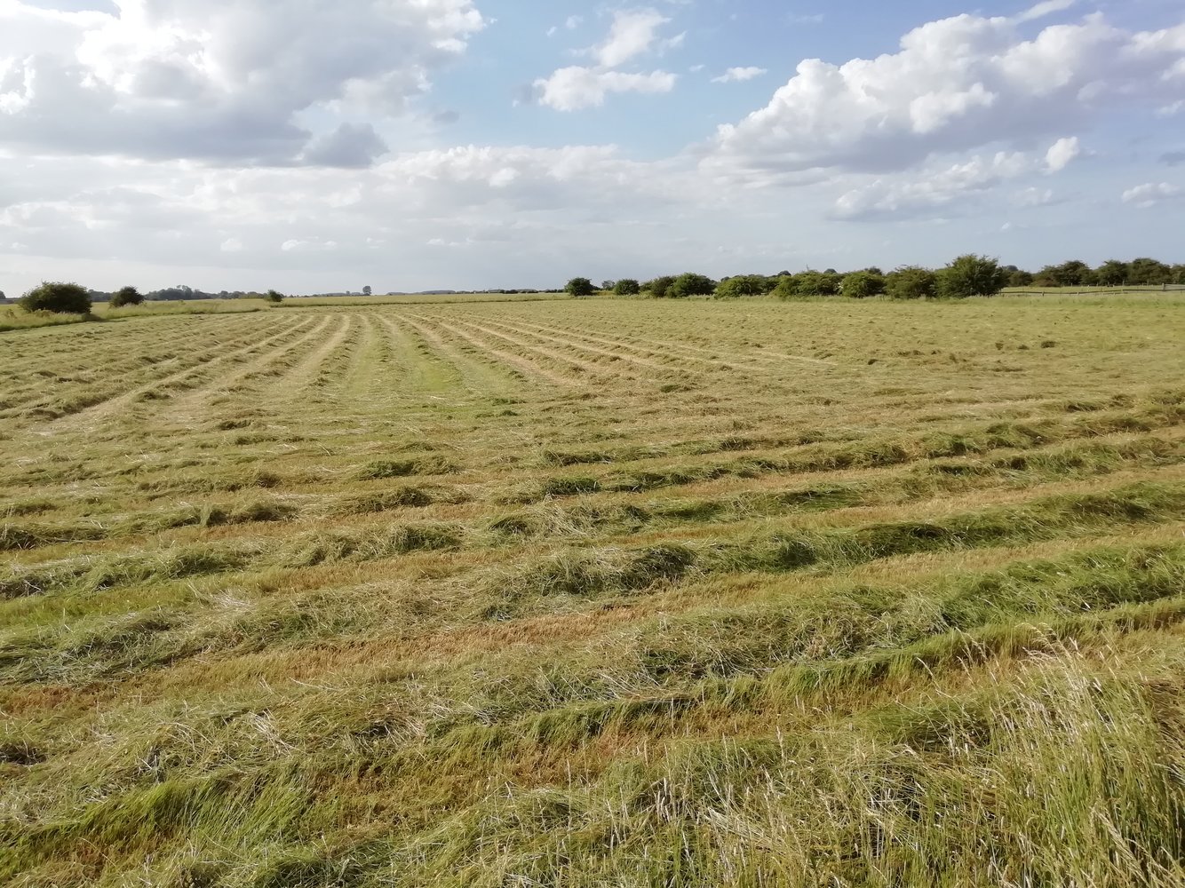 Hay 3 june 2022.jpg