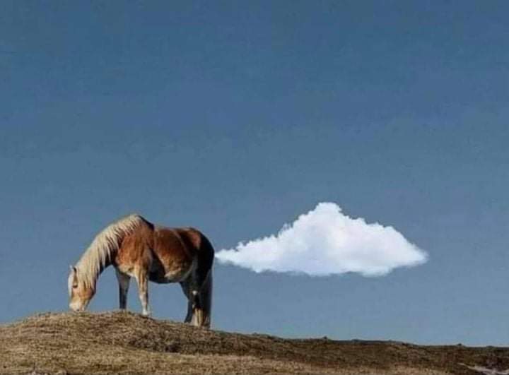 HorseFart.jpg