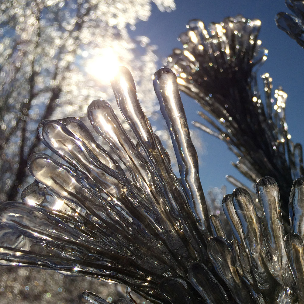 ice-storm-pine-needles-1-cropped-2.jpg