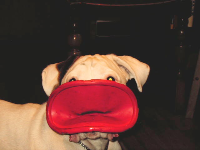 IMAG0043.JPG