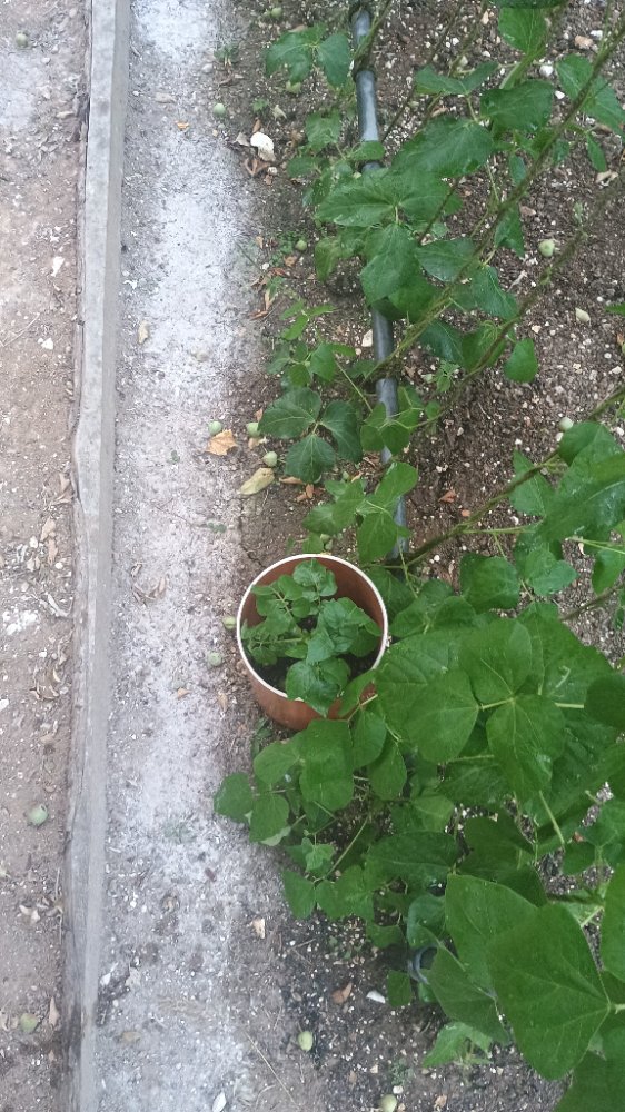 IMG-20250701-WA0019.jpeg