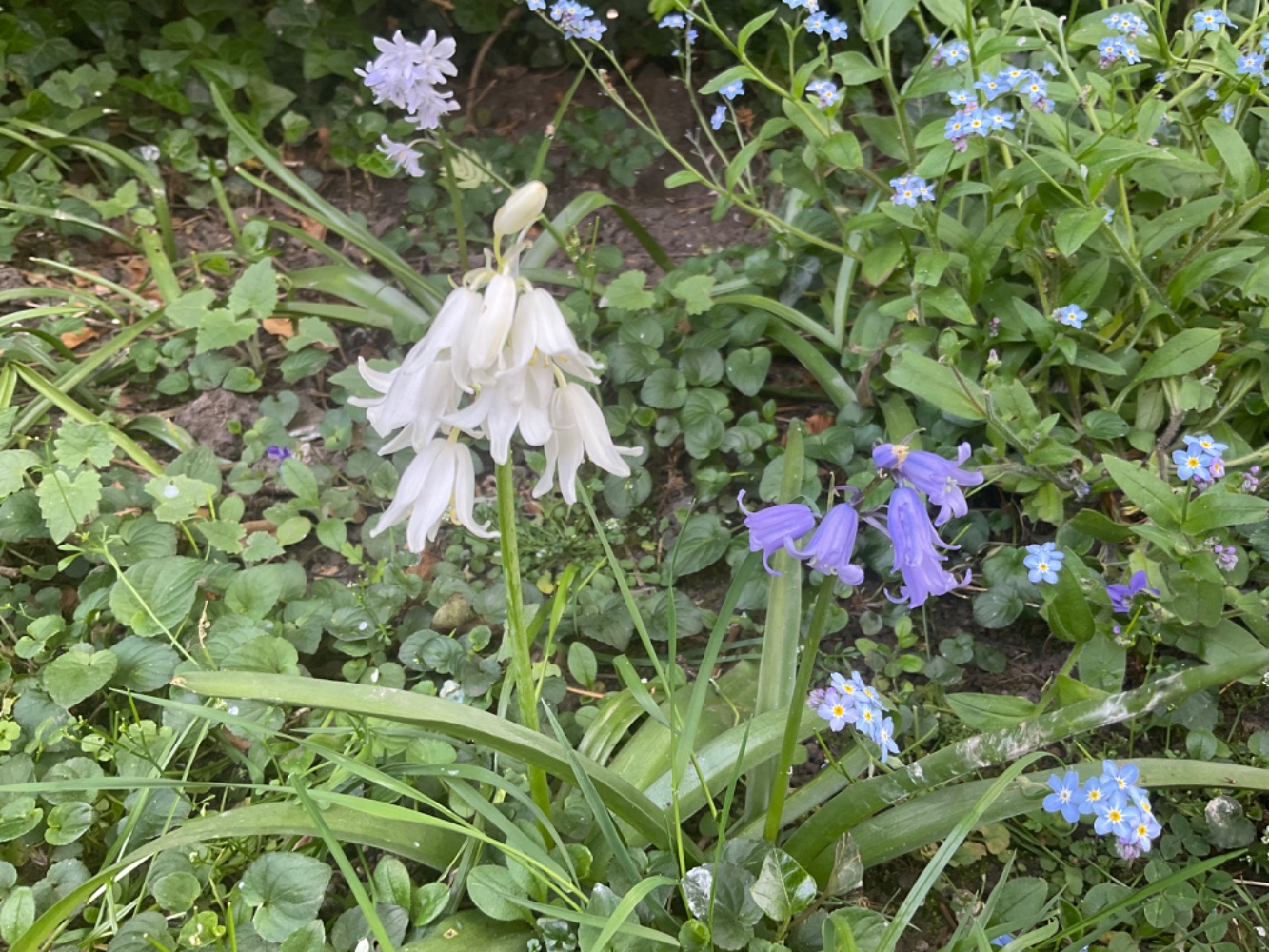 IMG_1161.jpeg