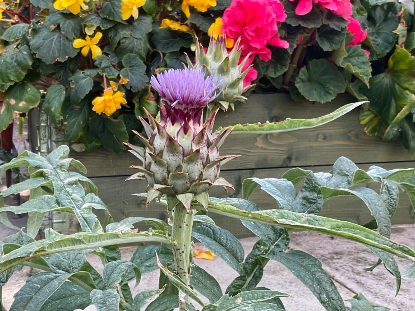 IMG_1357.jpeg