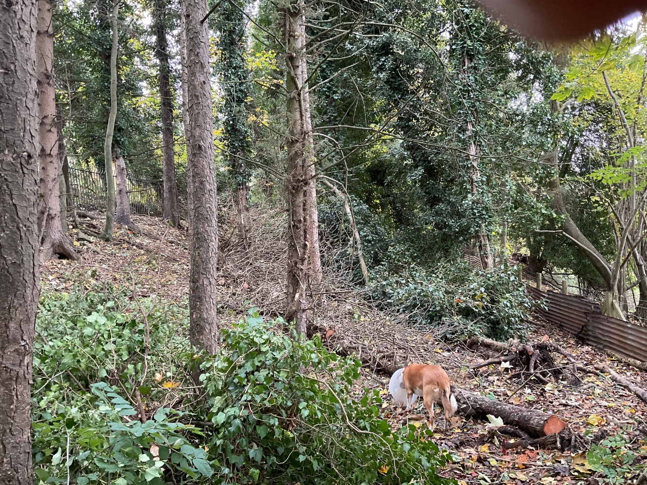 IMG_1366.jpeg IMG_1366.jpeg