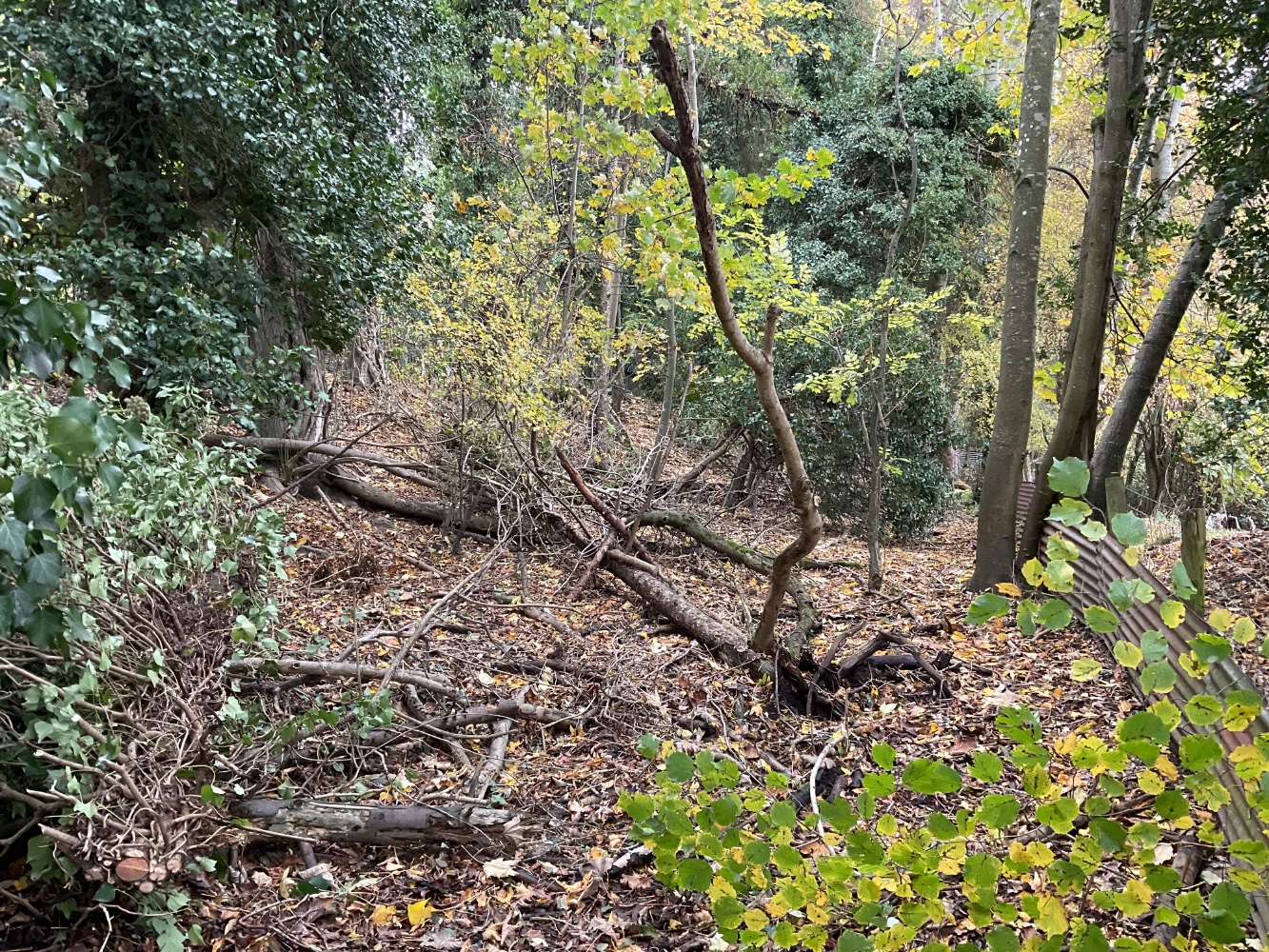 IMG_1367.jpeg IMG_1367.jpeg