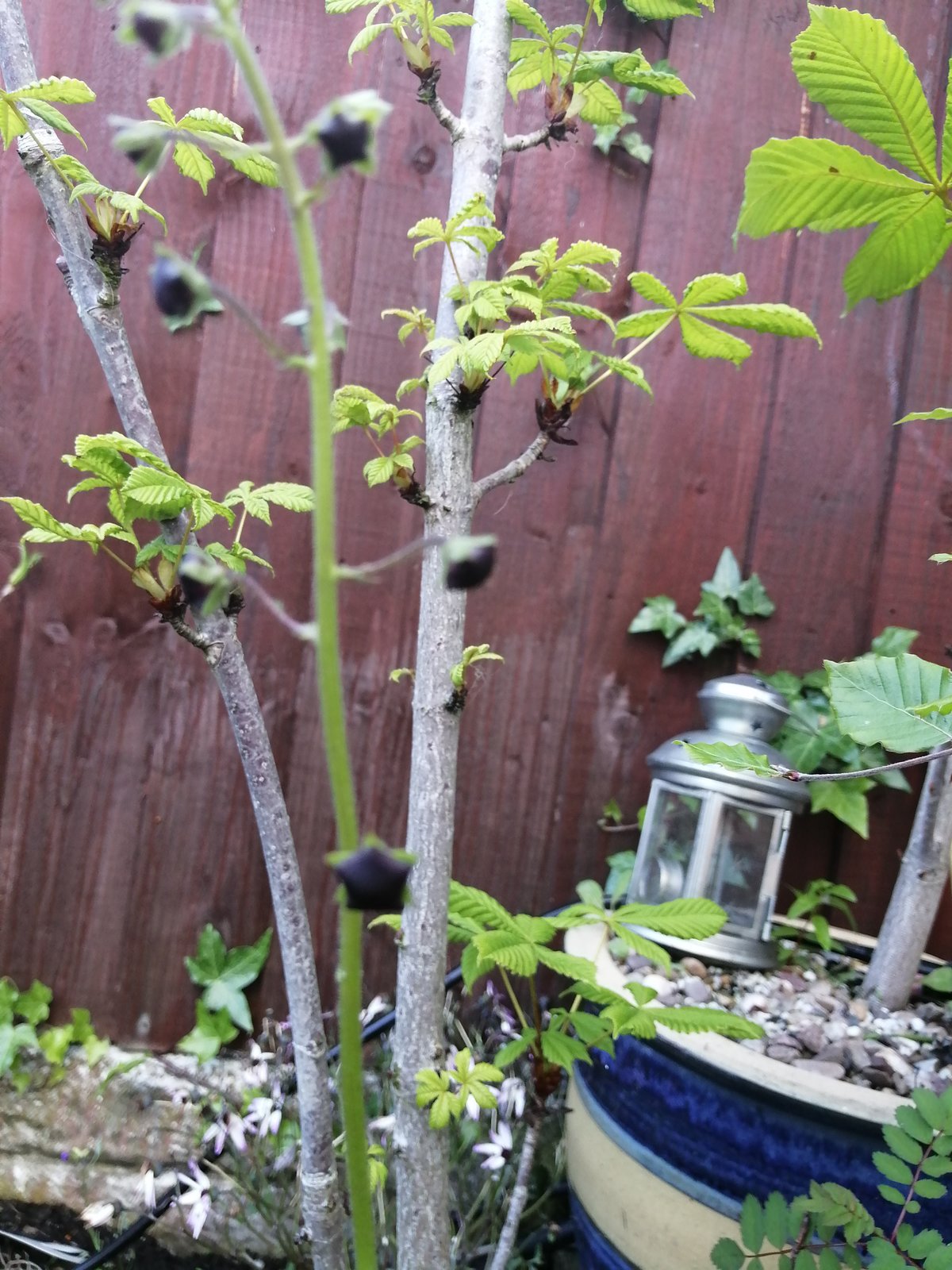 IMG_20190528_174057.jpg