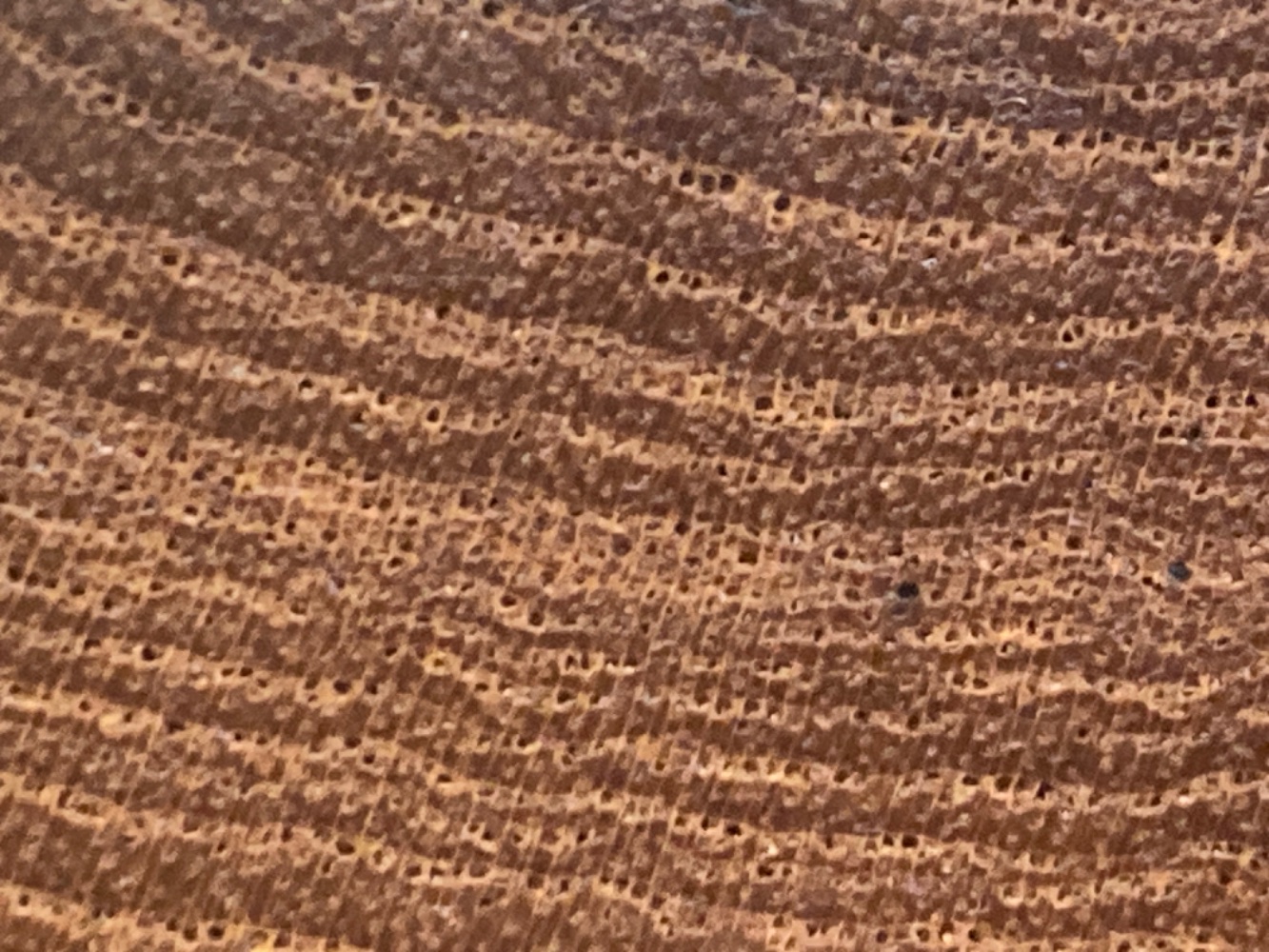 IMG_9301.jpeg