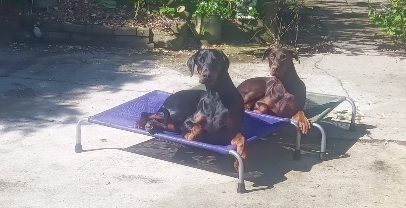 Jorge and Marylou Beds in the garden.png